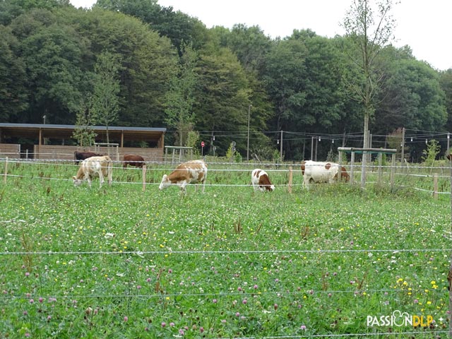 villages nature
