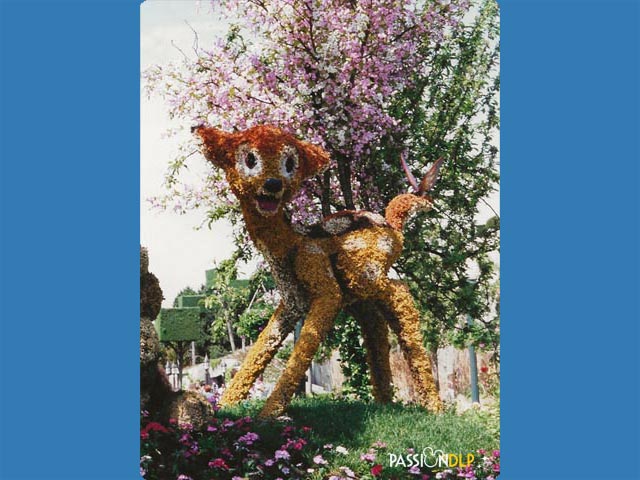 festival des fleurs
